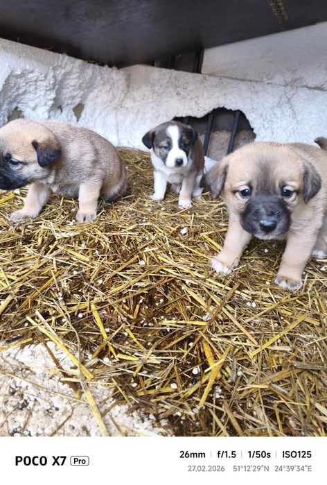 Собаки безкоштовно