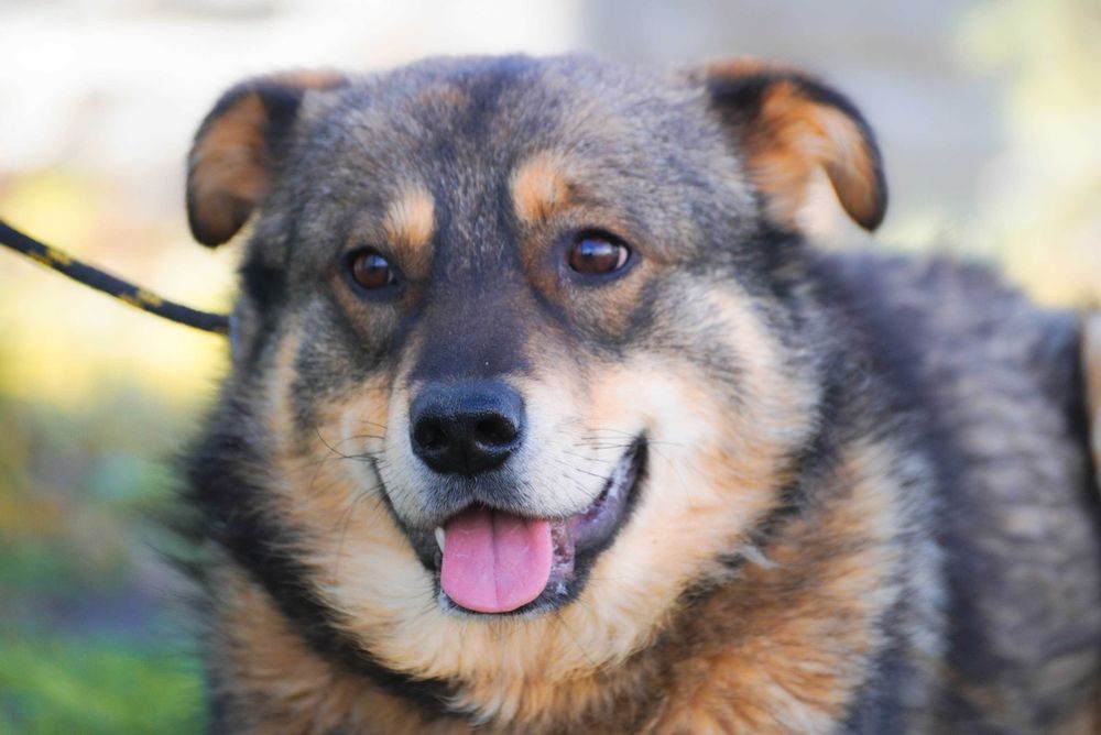 Ufo - niewielki pies szuka domu