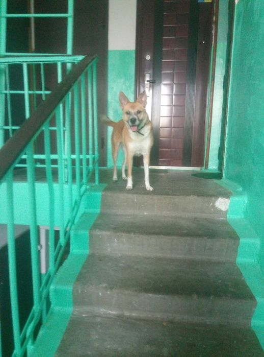 Загубилася собака, 16 років!