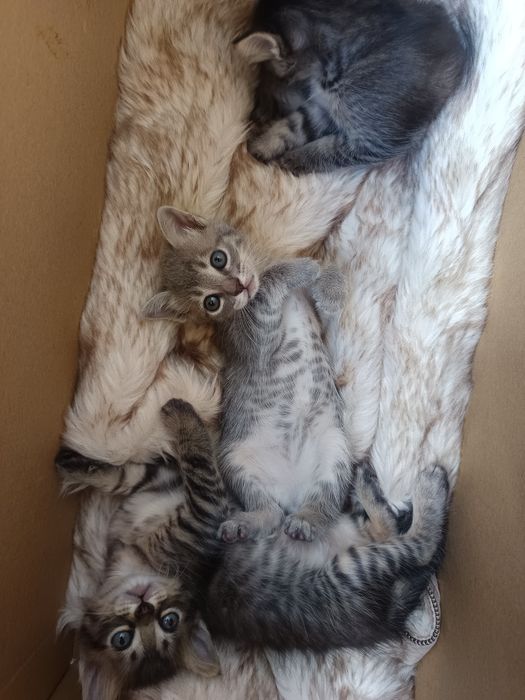 Dou filhote de gato