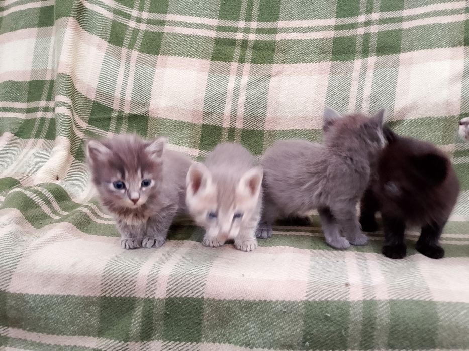 Котята бесплатно