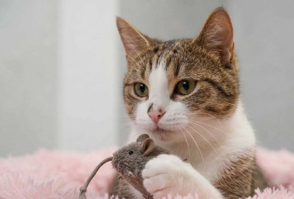 BALENKA - śliczna, delikatna , niewielka kotka