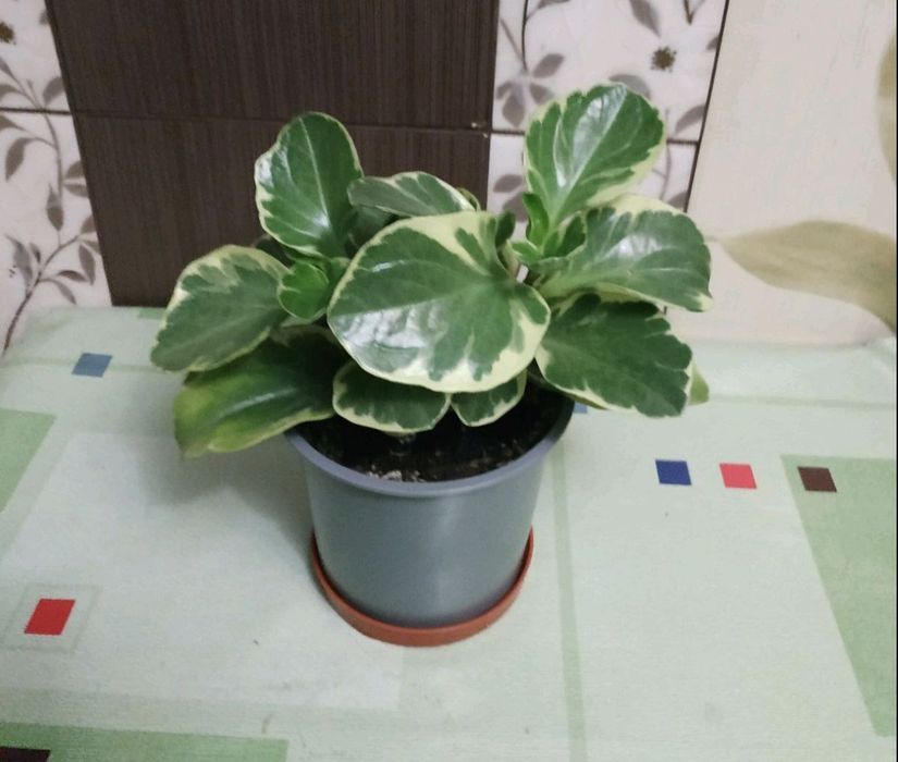 Продам пеперомію, що на фото