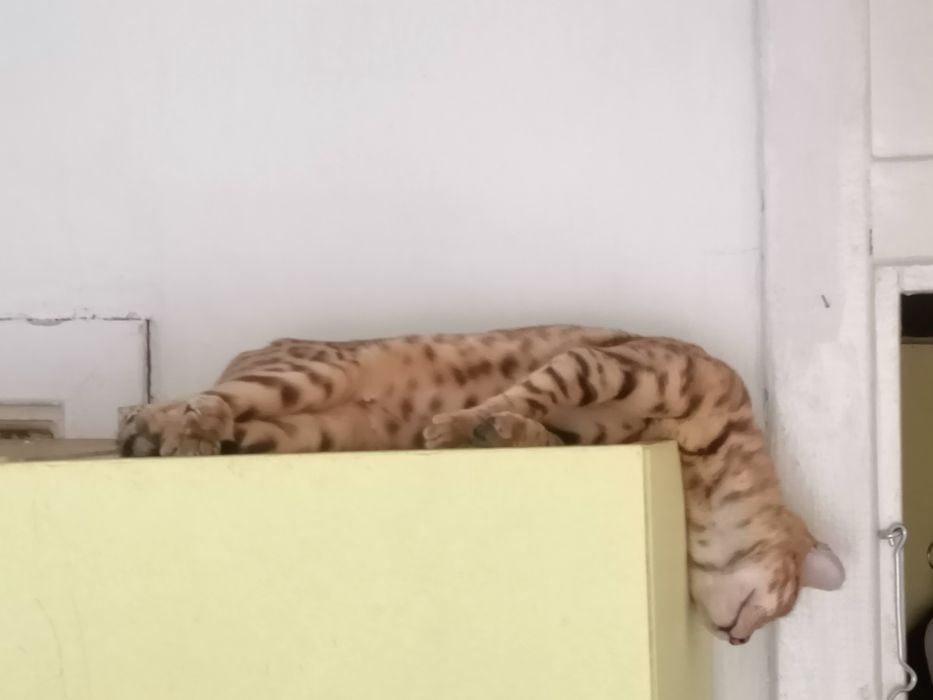 Бенгалка в добрі руки