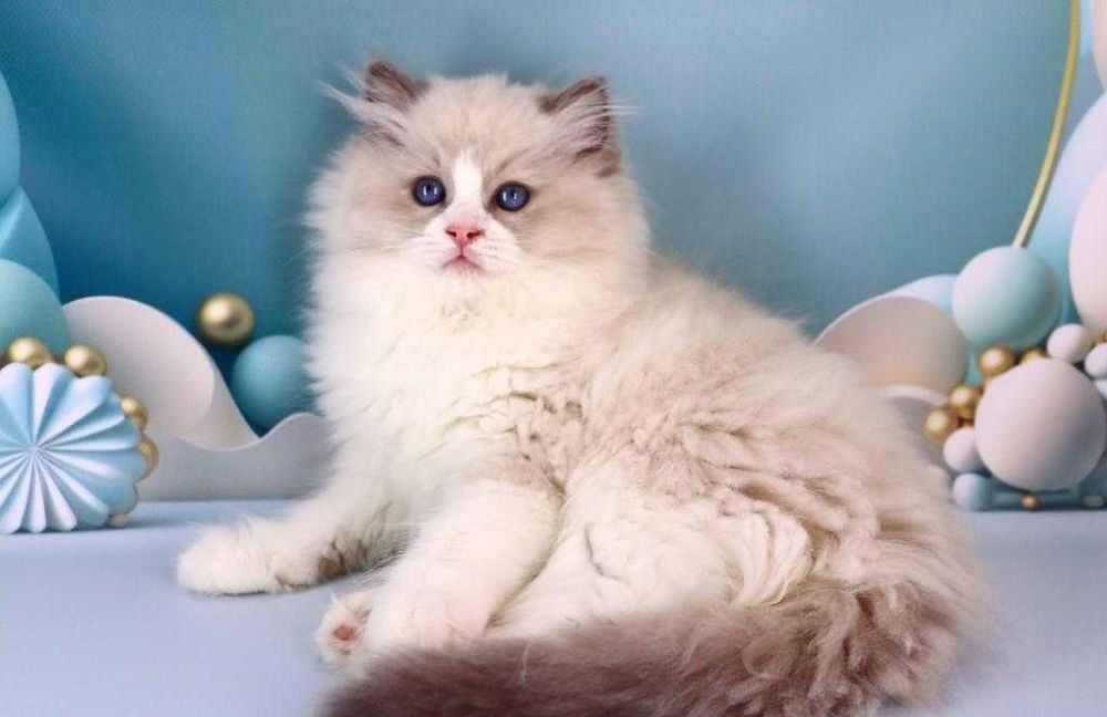 Красивий породистий хлопчик-регдолл