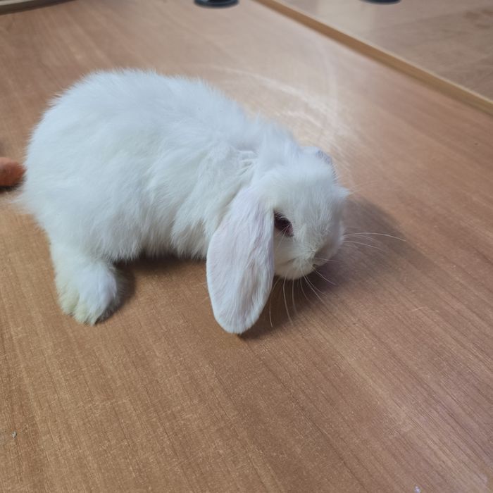 Króliki mini lop