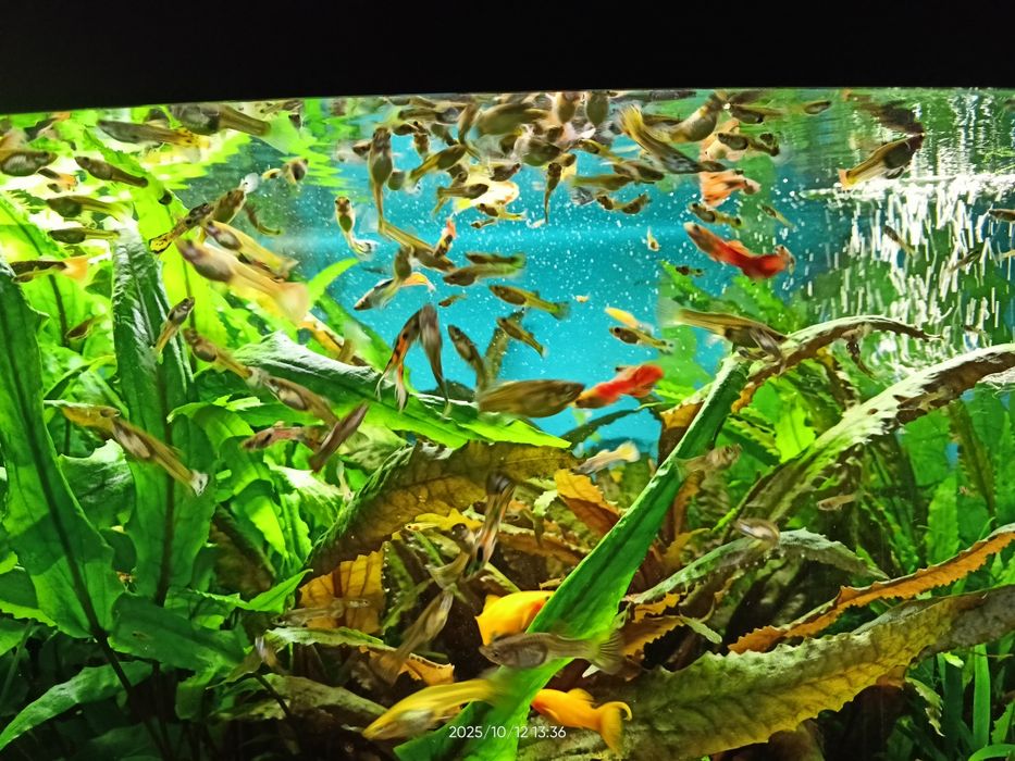 Ryby akwariowe - gupiki