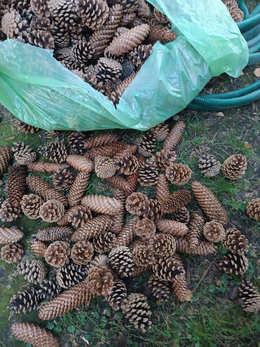 Szyszki do dekoracji