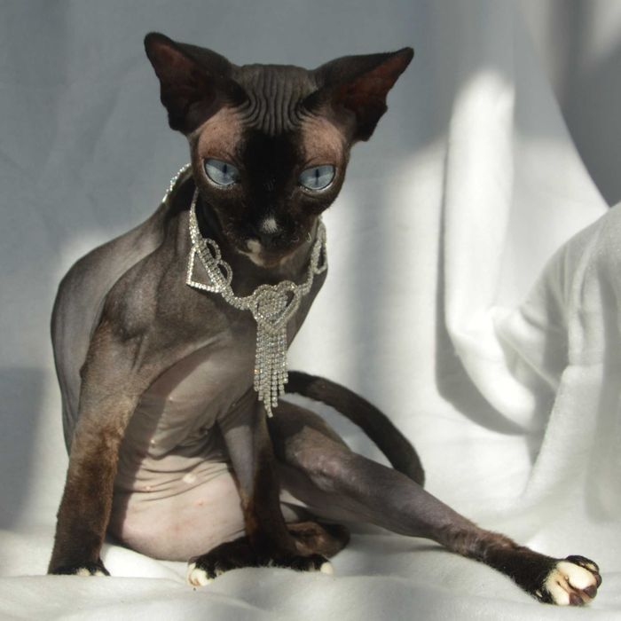 Meah sfinks  kotka niebiesooka o hipnotyzującym spojrzeniu