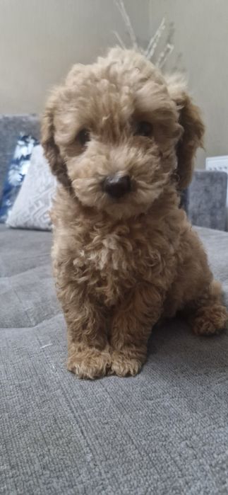 Szczeniaczek Maltipoo