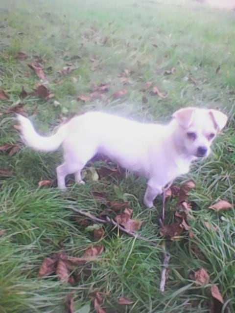 Oddam małą suczkę