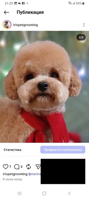 Стрижка собак в Харькове