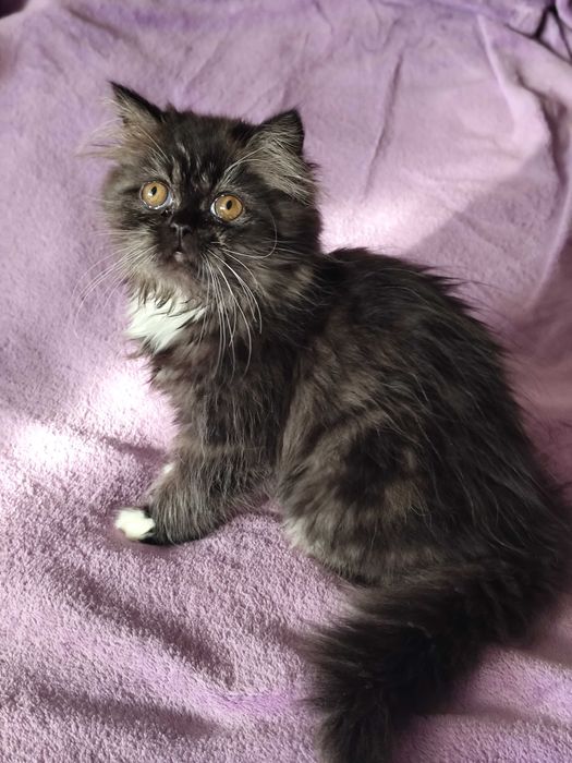 Лагідна дівчинка