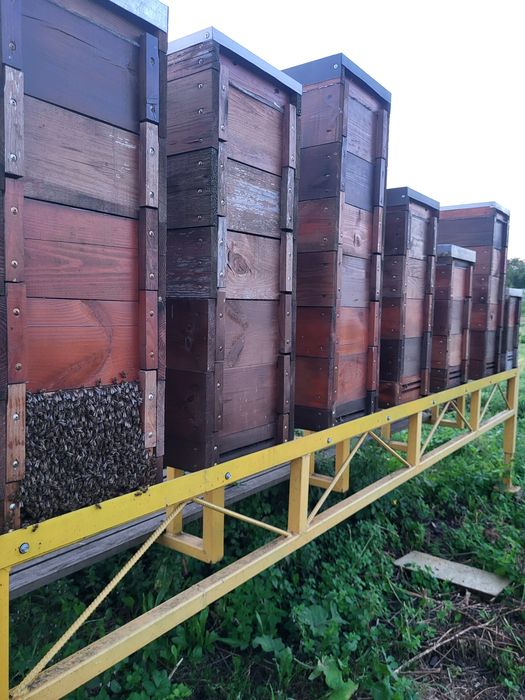 Бджоли вулики зимувалі