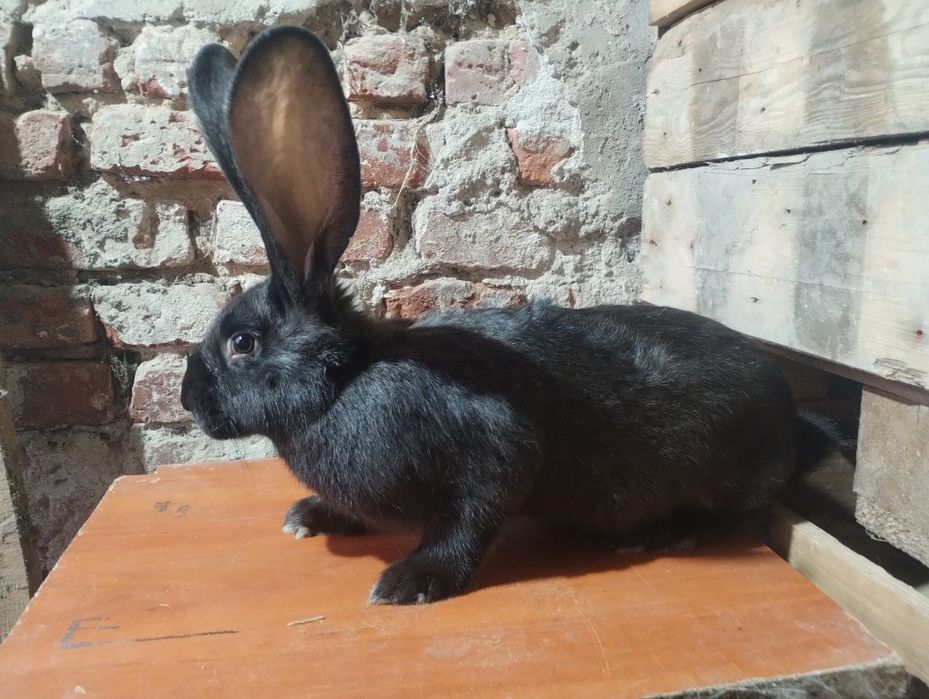 Małe króliki olbrzym belgijski