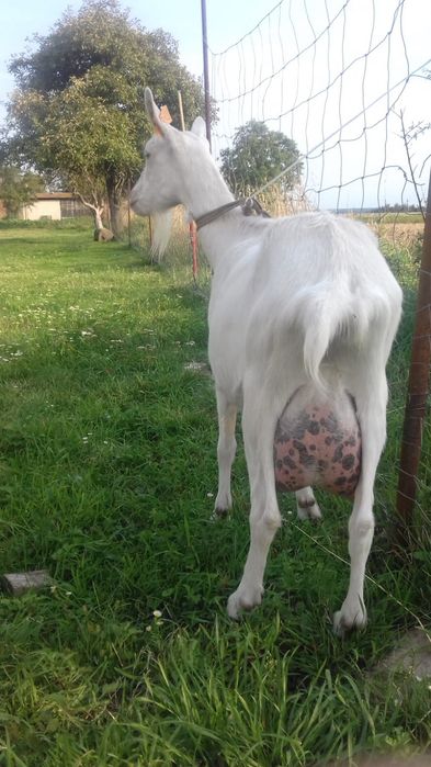 Mleko kozie  -mleko