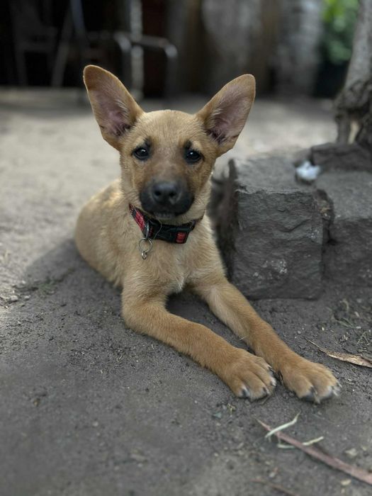 Шукаємо родину для цуценя.