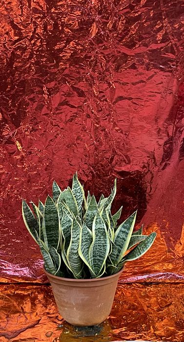 Plantas exterior - diversas