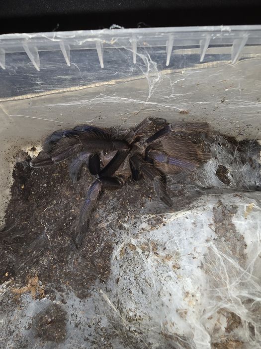 Samica chilobrachys sp Blue Vietnam 5.5DC