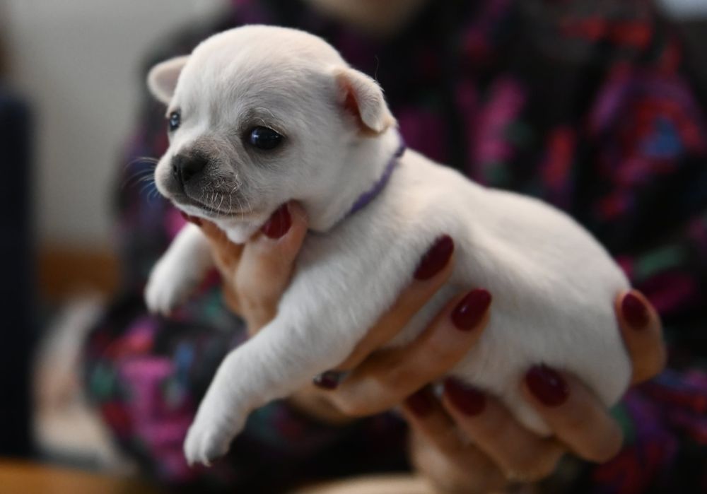 Krótkowłosy chłopczyk chihuahua ZKwP FCI Warszawa