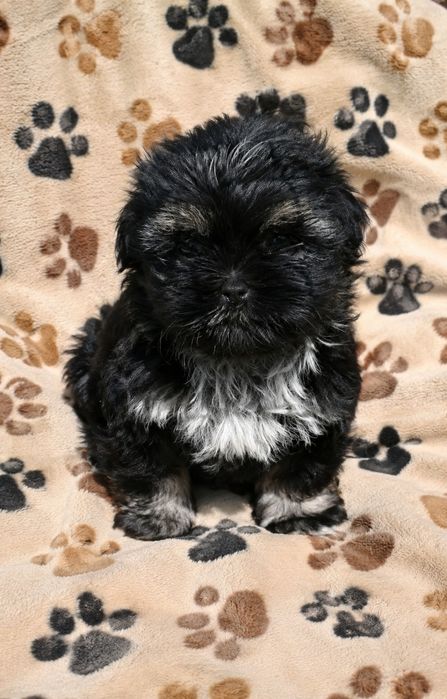 Shih Tzu  śliczny Piesek