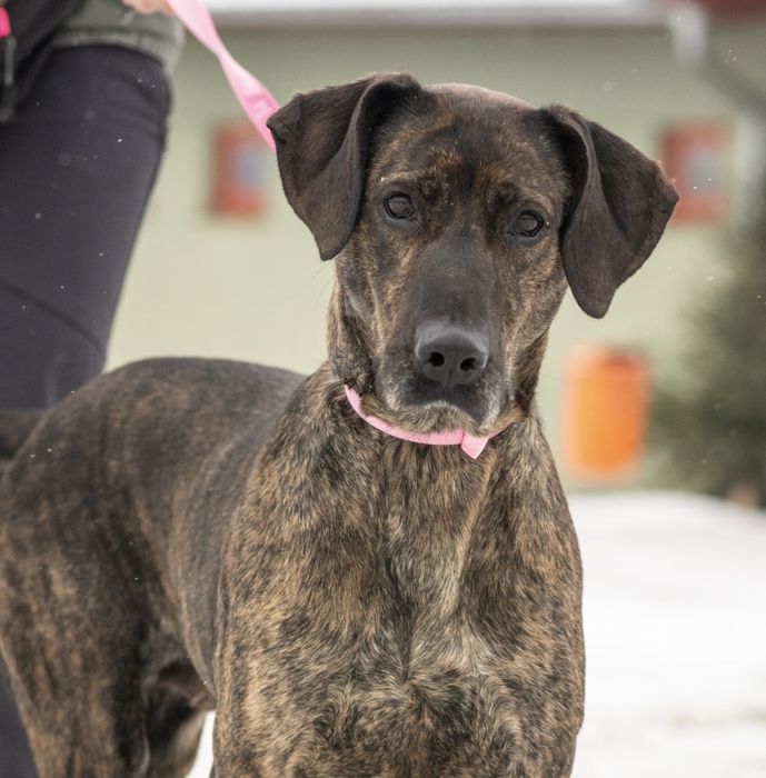 Dora piękna sunia do adopcji