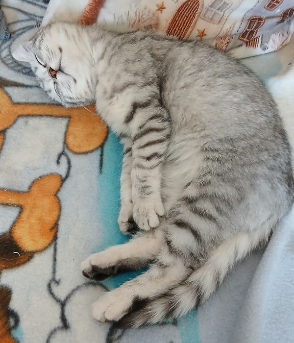 Породистые  дети