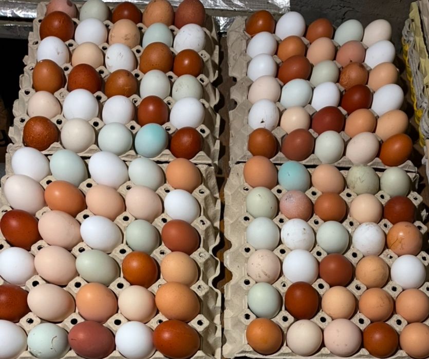 Jaja lęgowe od kur