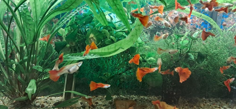 Mieczyki,gupiki  rybki akwariowe