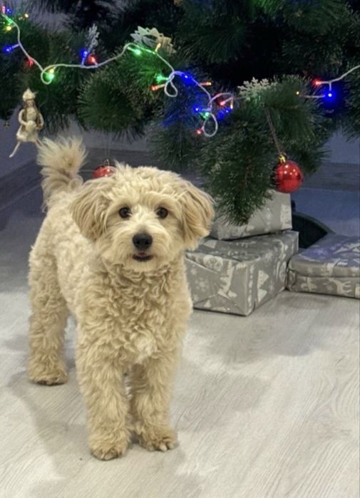 Красунчик Хлопчик Мальтіпу F1 під Ялинку