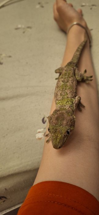 Gekon omszały samiec z terrarium