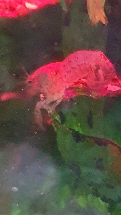 Raczki Diminutus do akwarium