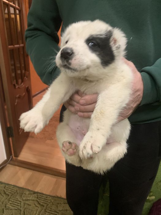 Продам щенят Алабая