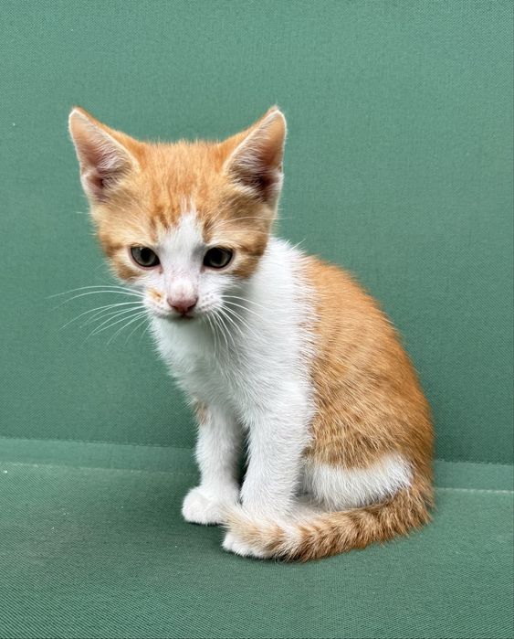 Подаруємо котика хлопчик