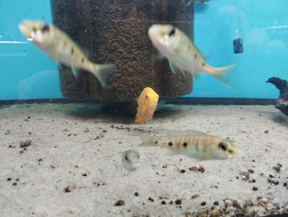 Boulengerochromis microlepis, pielęgnica olbrzymia jezioro Tanganika
