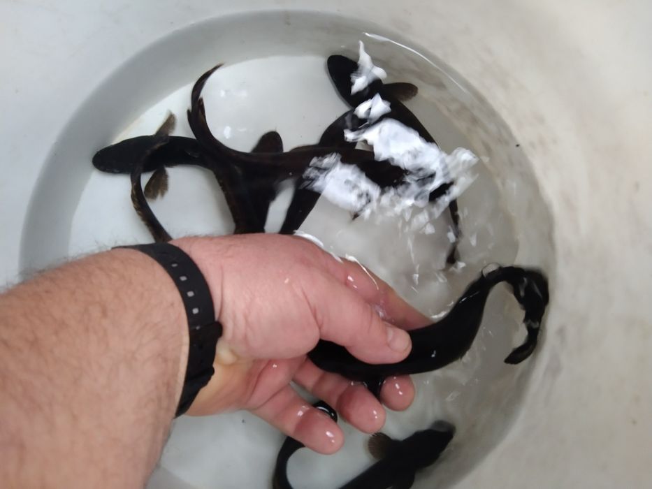 Sandacz 11-13 cm z Dowozem