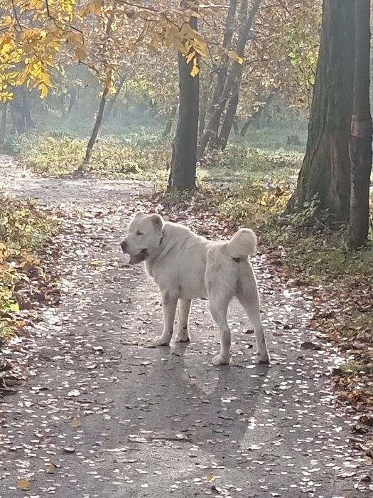 Алабай предлагает вязку