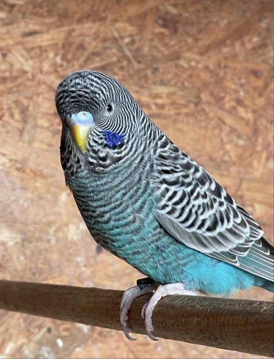 Periquitos blackface