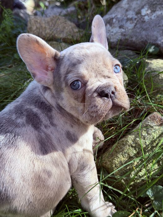 Buldog francuski Merle  DO ODBIORU suczka dziewczynka Nebula