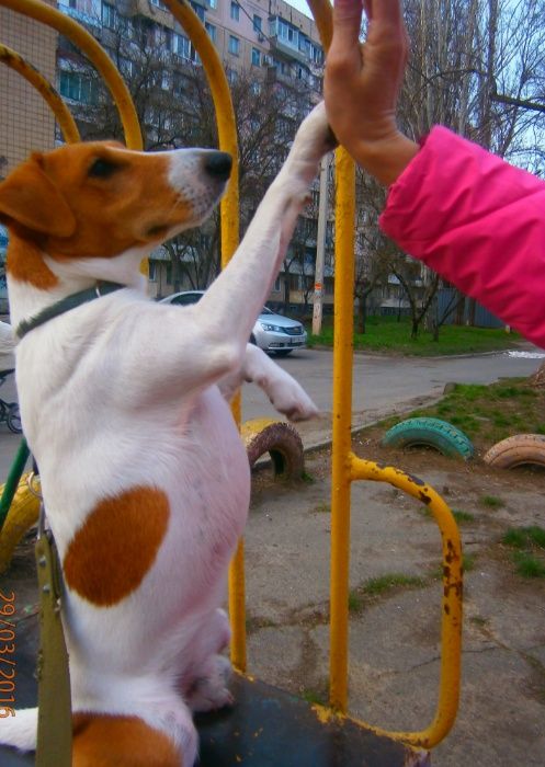 Фокстерьер для вязки