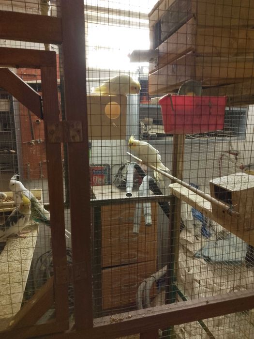 Papugi młode samce i samice