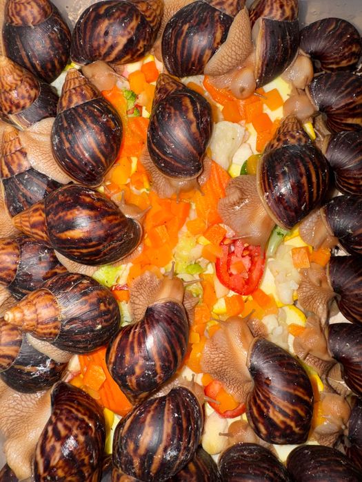 Продаж равликів Ахатин