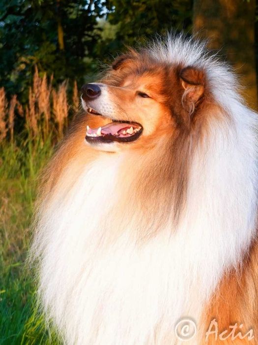 COLLIE Owczarek Szkocki piesek po Championach