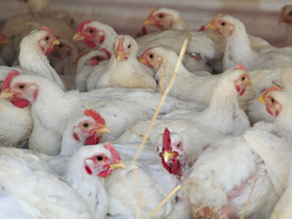 Продаю бройлер живою вагою від 3 кг.