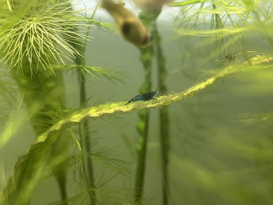 Розпродаж криветок всі по 5 грн., гуппі, та равлики