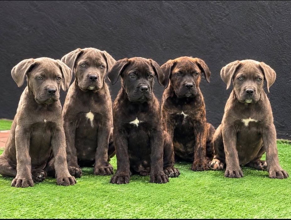 Cane corso tigrado