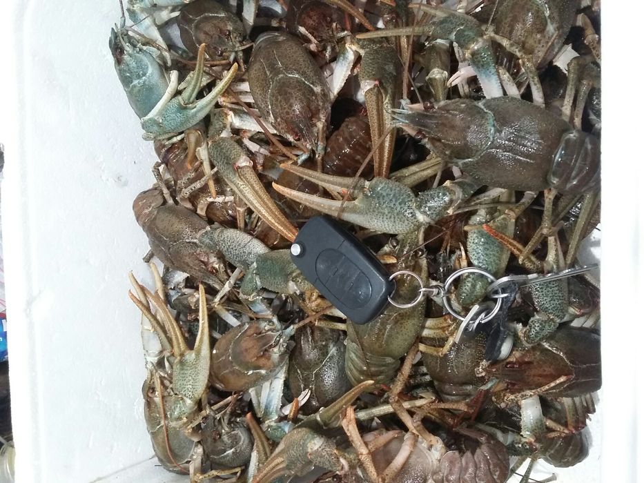 Раки на Правде. Все размеры!