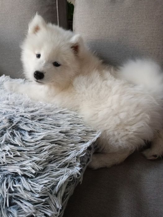 Samoyed śliczny piesek