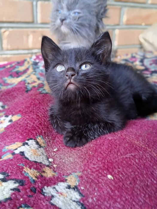 Кошенята в добрі руки!