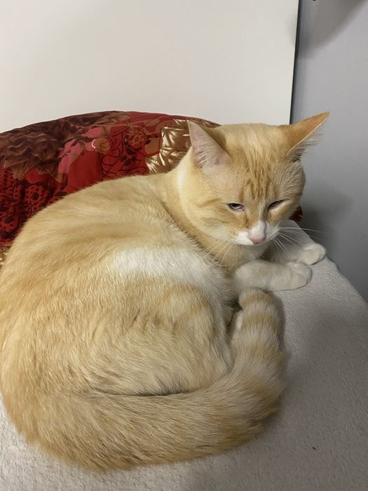 Gato adulto para adoção